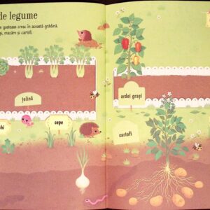 FRUCTE SI LEGUME